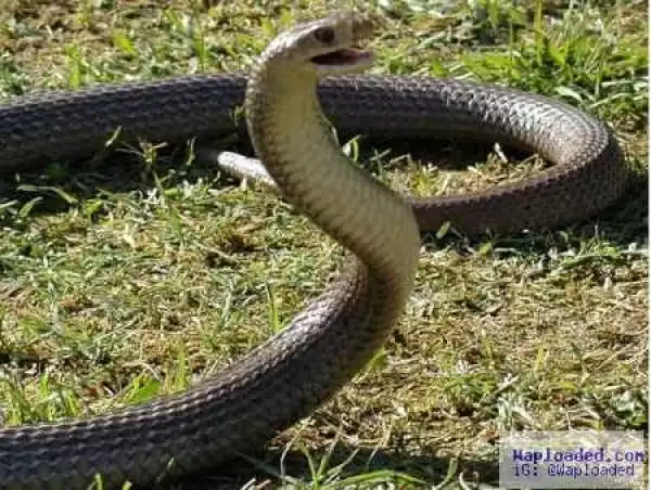 Shocking! Man Mysteriously Dies After Killing Snake He Found in His Backyard